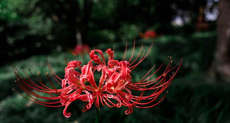 黑暗中象征爱情的花有哪些？这些花的寓意是什么？