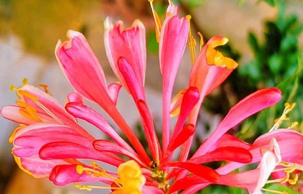 黑暗中象征爱情的花有哪些？这些花的寓意是什么？