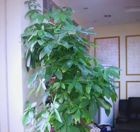 家里养什么花寓意最吉祥？