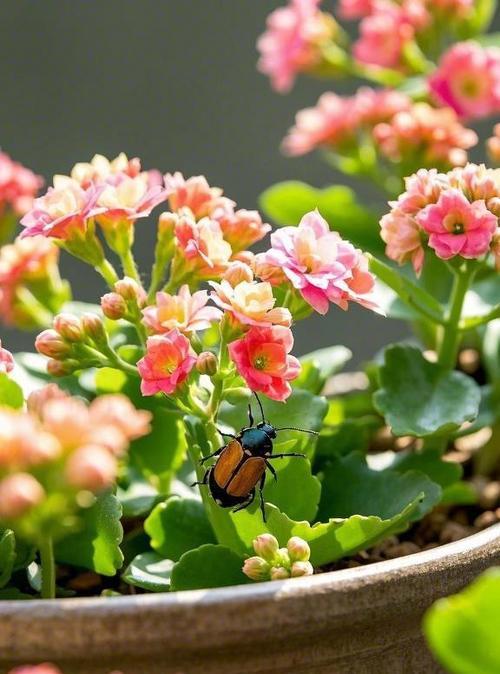 有哪些花象征长寿无病痛？这些花的花语是什么？