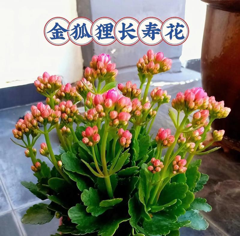 长寿花的含义是什么？它的花语寓意着什么？