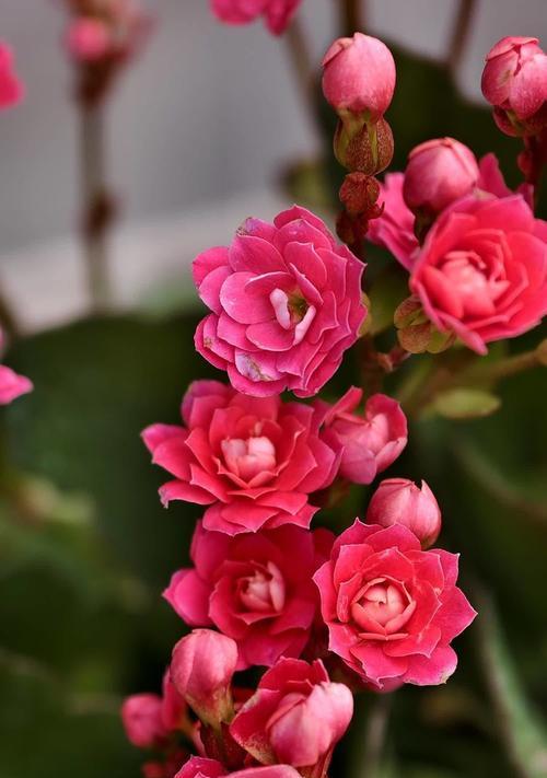 长寿花的含义是什么？它的花语寓意着什么？