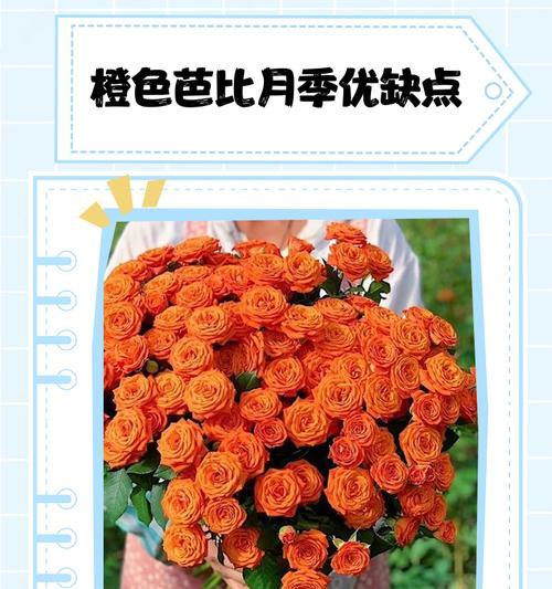 橙色芭比玫瑰代表什么？如何挑选寓意特别的橙色玫瑰？