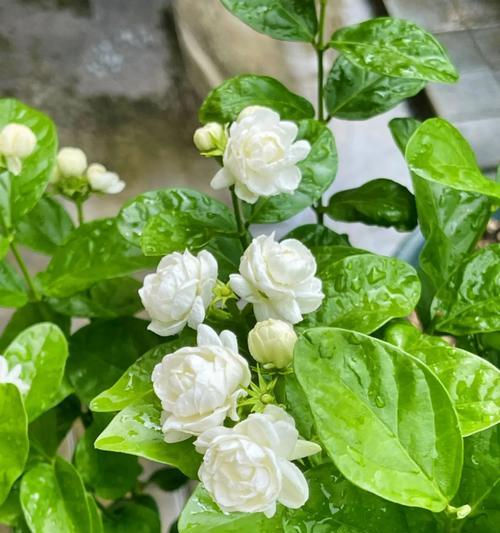 爱情小路上常见的花有哪些？它们象征着什么？