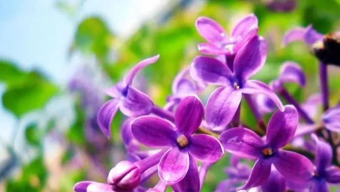 爱情小路上常见的花有哪些？它们象征着什么？