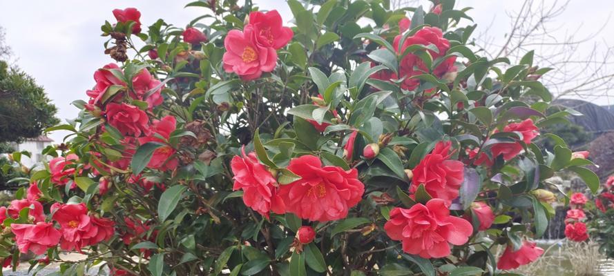 花和小草的爱情含义是什么？花与小草象征着什么？