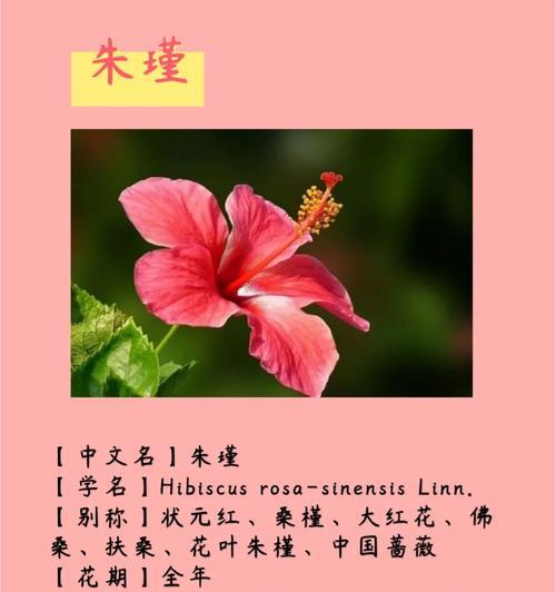 谢怜手捧的花寓意好吗？