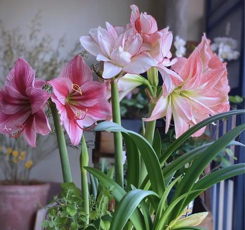 吉祥花象征着什么？吉祥花的意义有哪些？