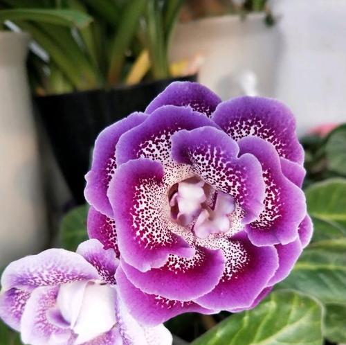吉祥花象征着什么？吉祥花的意义有哪些？