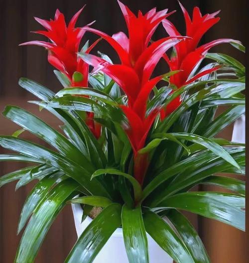 吉祥花象征着什么？吉祥花的意义有哪些？