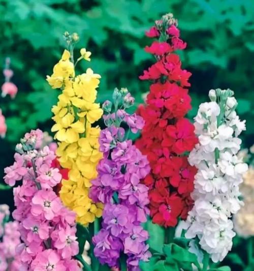 亚运会手捧花代表什么？了解体育赛事中的花语360
