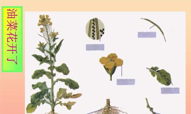 花的颜色对植物的意义是什么？如何通过ppt了解？