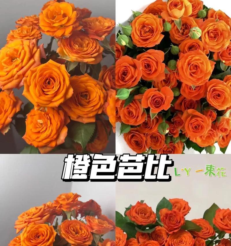 秋天送橘色花代表什么？它的寓意是什么？