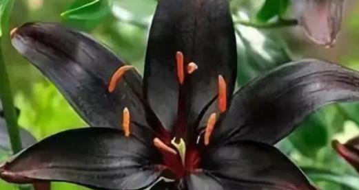黑色花在花语中代表什么？黑色花有哪些特殊含义？