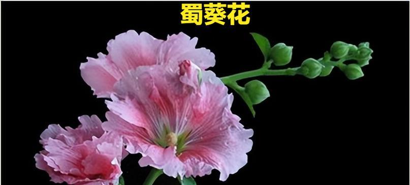 黑色花在花语中代表什么？黑色花有哪些特殊含义？