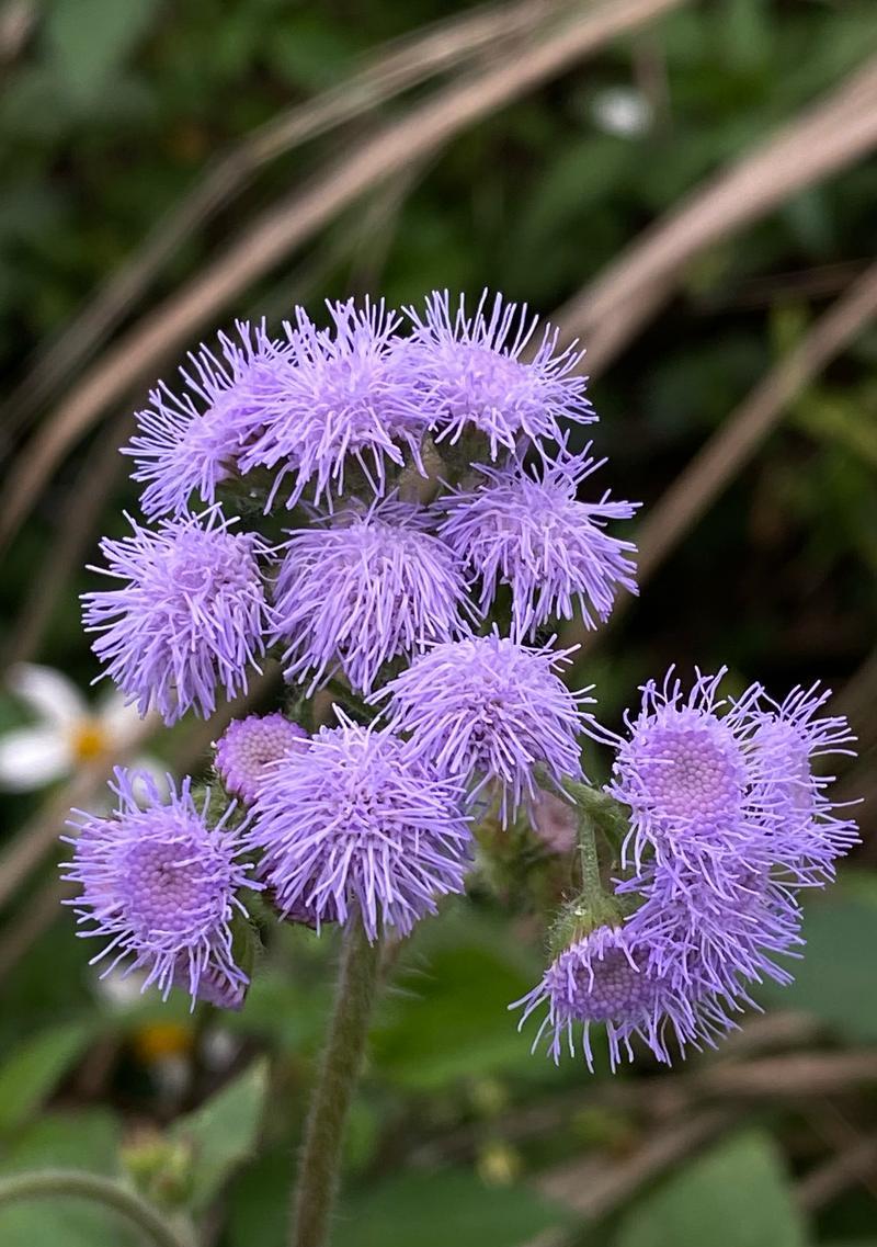 紫色花的含义是什么？紫色花的标题含义有哪些？