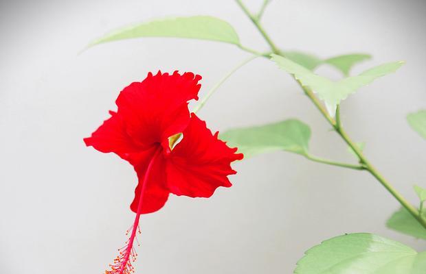 红色木槿花的寓意及象征是什么？它象征着什么？