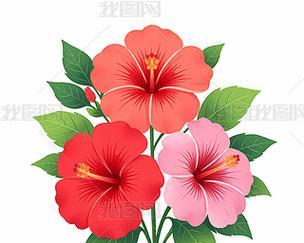 红色木槿花的寓意及象征是什么？它象征着什么？