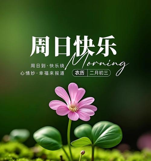 哪种花象征祝你快乐？如何用花表达祝福？