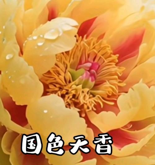 哪种花象征祝你快乐？如何用花表达祝福？