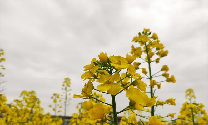 春天的象征是什么颜色的花？春天的花有哪些寓意？