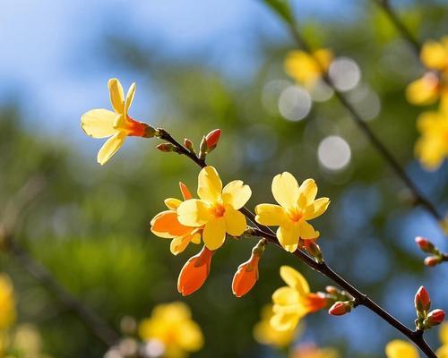 春天的象征是什么颜色的花？春天的花有哪些寓意？