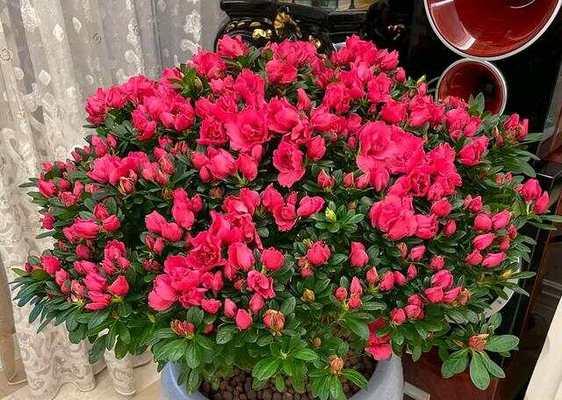 吉祥花卉有哪些？寓意吉祥的花代表什么？