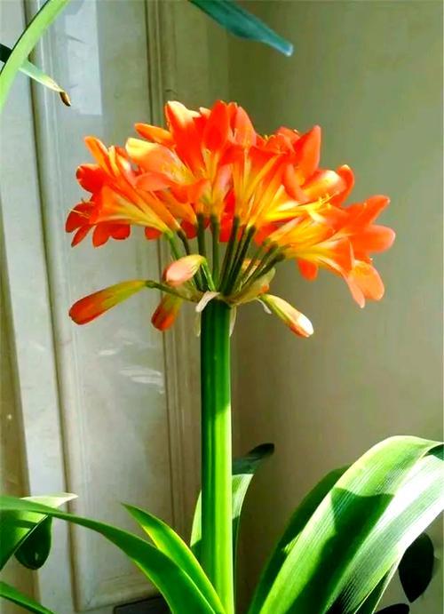 吉祥花卉有哪些？寓意吉祥的花代表什么？