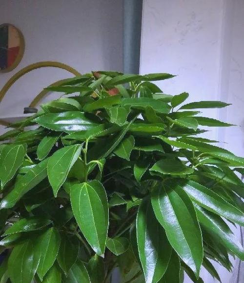 送小朋友什么花寓意平安？平安花有哪些选择？