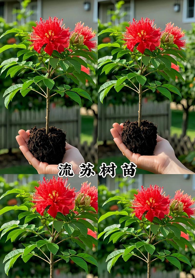 什么树的花象征爱情长久？