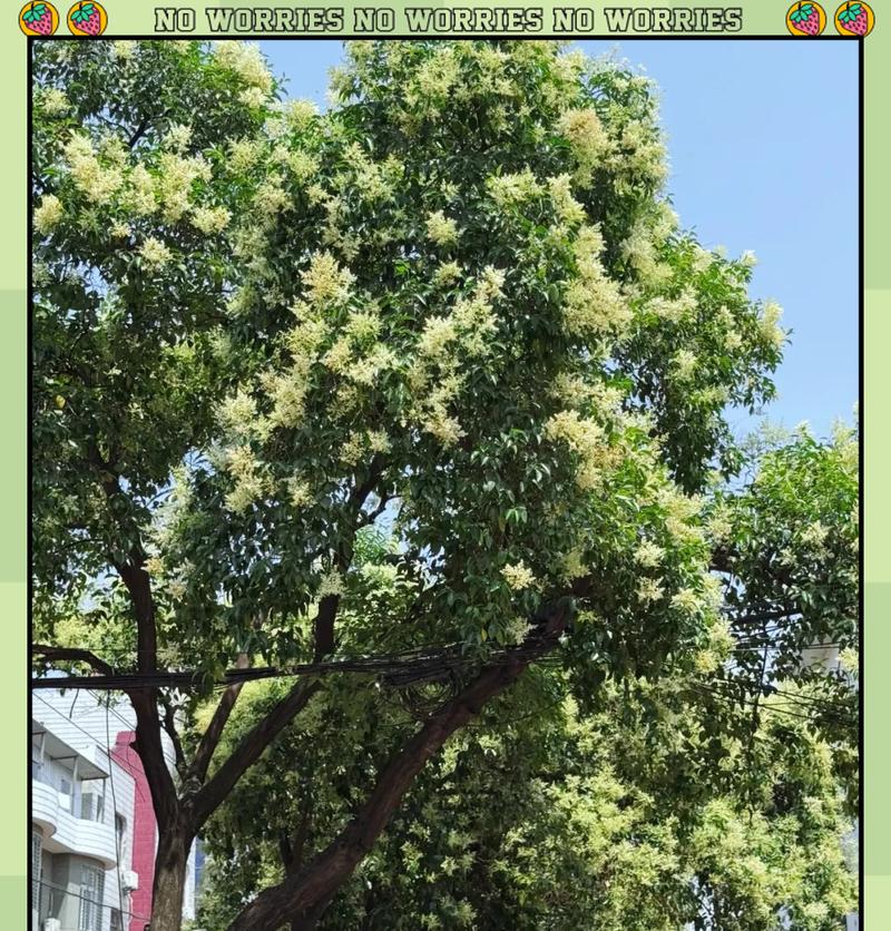 什么树的花象征爱情长久？