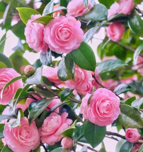 哪种花象征着爱情正浓？它的花语是什么？