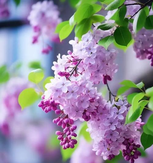 哪种花象征着爱情正浓？它的花语是什么？