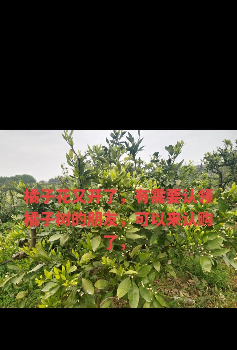 橘子花如何象征爱情？橘子花的象征意义是什么？