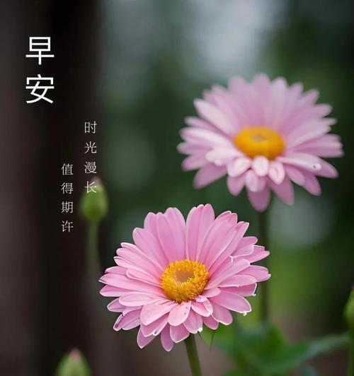 哪些花最适合送给老人表达祝福？