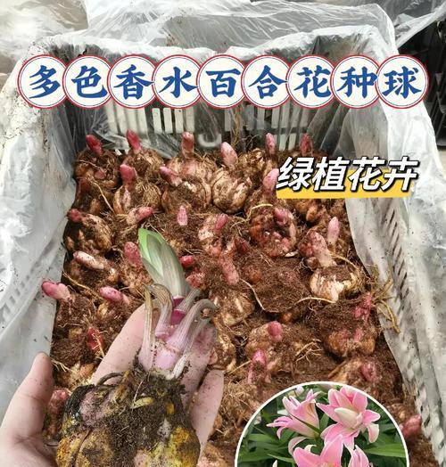 哪种花寓意执着爱情的花？表达坚定爱情的花卉有哪些？