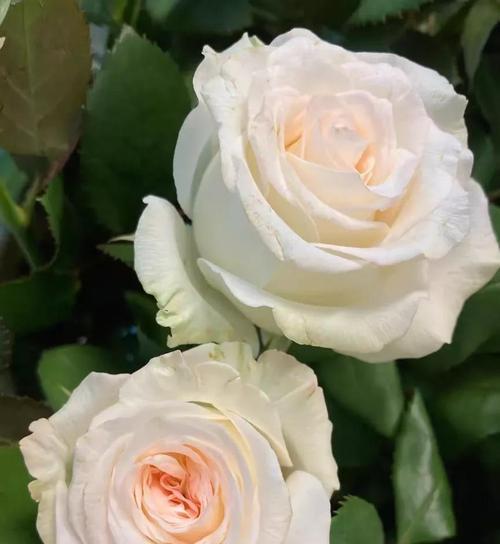 哪种白色花象征着痛苦？