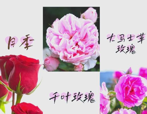情人节送月季花有何含义？代表什么情感？