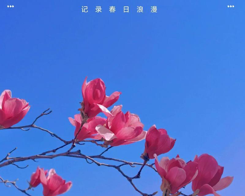 蓝色迷雾花代表什么？蓝色迷雾花的花语是什么？