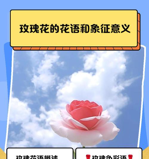 蓝色迷雾花代表什么？蓝色迷雾花的花语是什么？