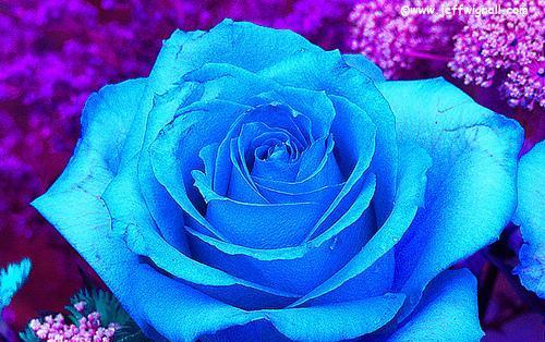 蓝色迷雾花代表什么？蓝色迷雾花的花语是什么？