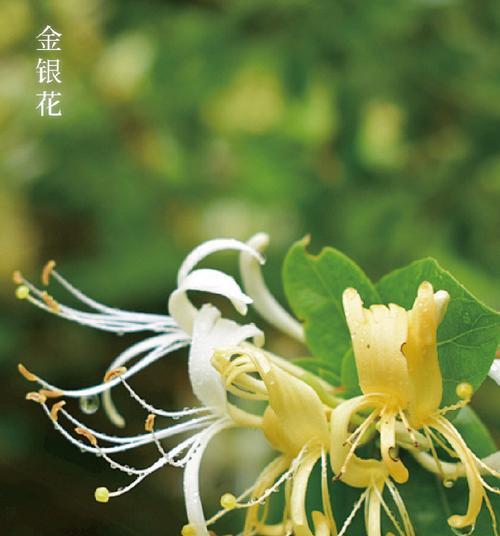 银色的花代表什么？银色花朵的象征意义是什么？
