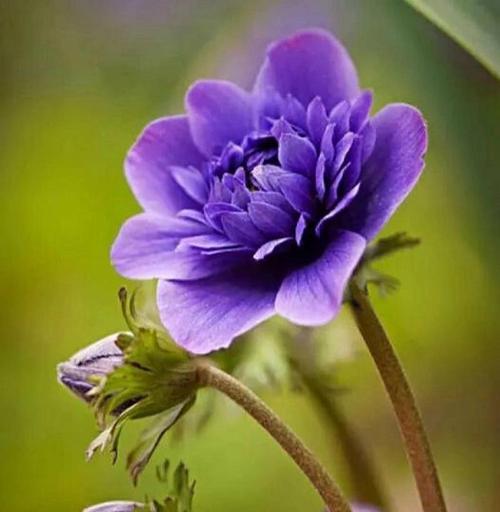 银色的花代表什么？银色花朵的象征意义是什么？
