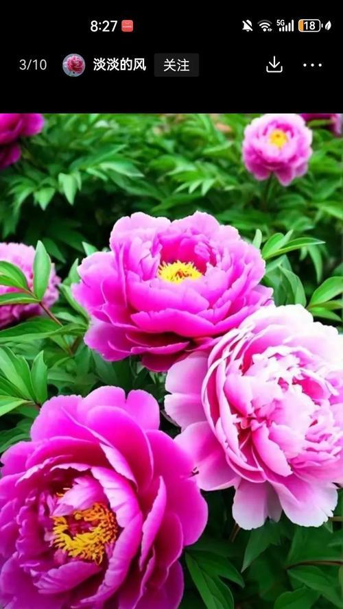 哪种花象征富贵生财？富贵生财花的含义是什么？