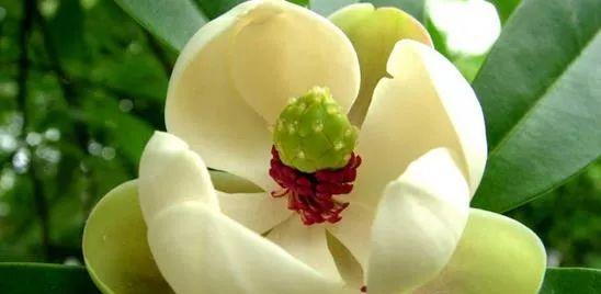 风花节象征着什么？