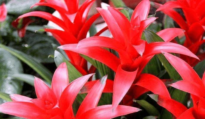 12种吉祥花的寓意和象征是什么？有哪些常见的吉祥花？