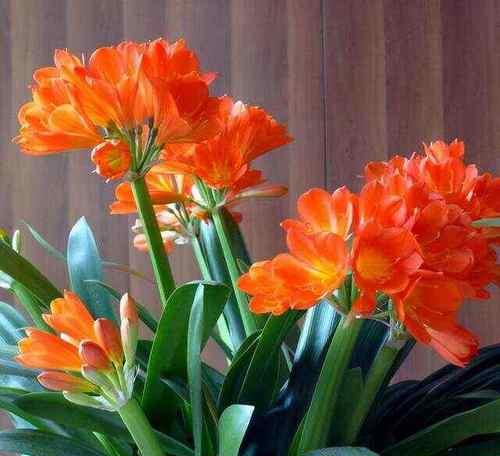 12种吉祥花的寓意和象征是什么？有哪些常见的吉祥花？