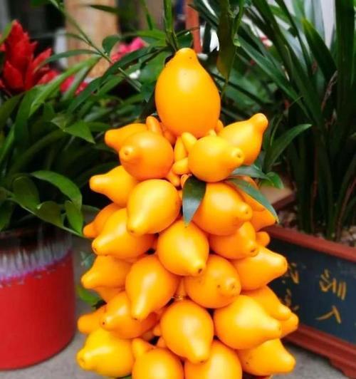 12种吉祥花的寓意和象征是什么？有哪些常见的吉祥花？