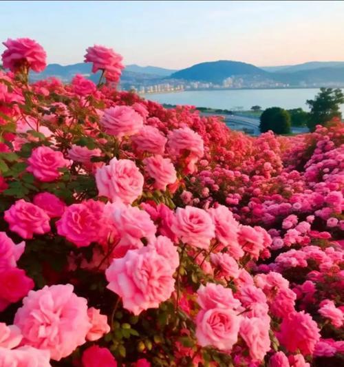 哪种花象征热烈爱情？它的花语是什么？