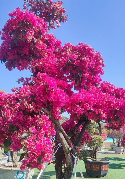 春节哪些花寓意福到？它们的含义是什么？